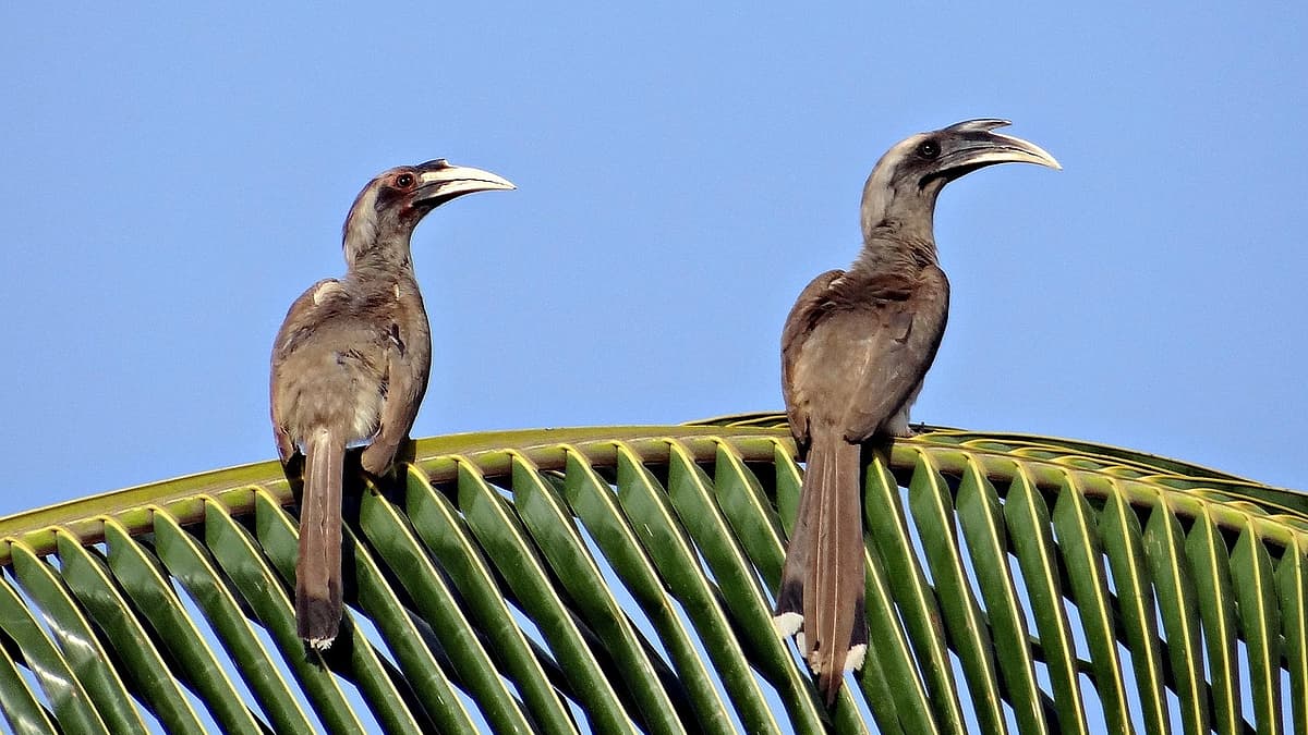 சாம்பல் நிற இருவாச்சி