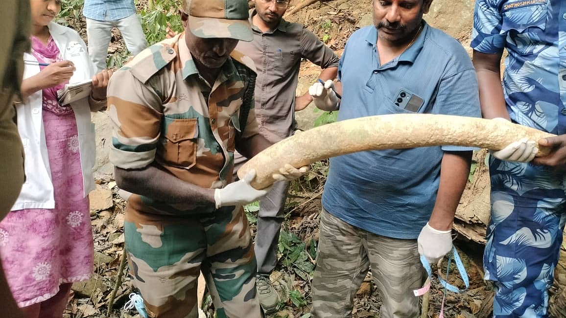 மீட்கப்பட்ட தந்தங்கள்