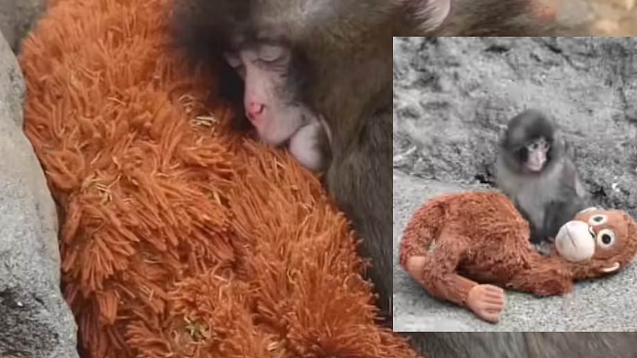 இதயங்களை வென்ற குட்டிக் குரங்கு