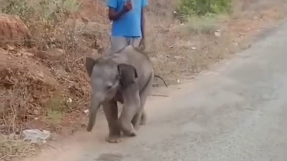 குட்டி யானை