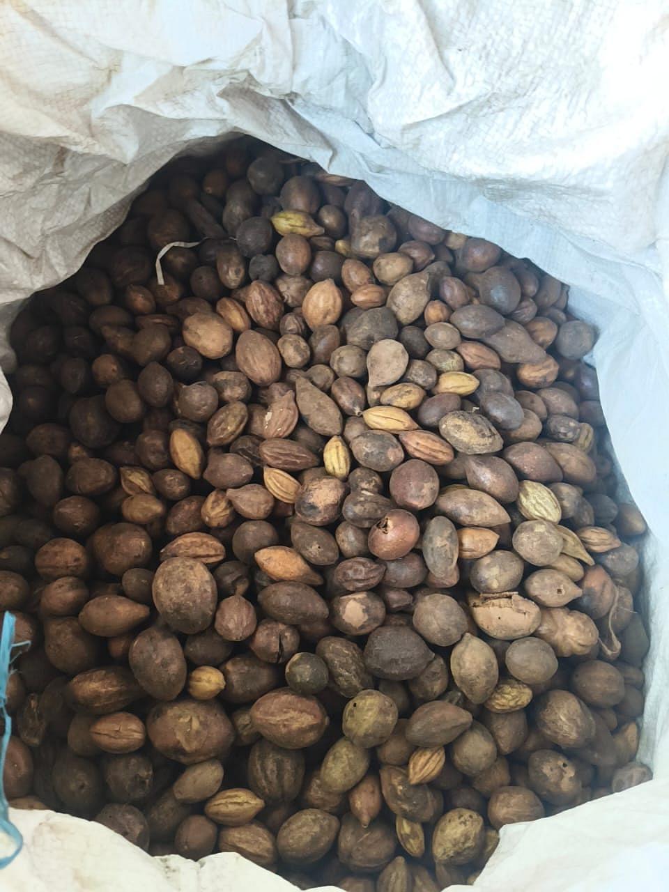 கடுக்காய்