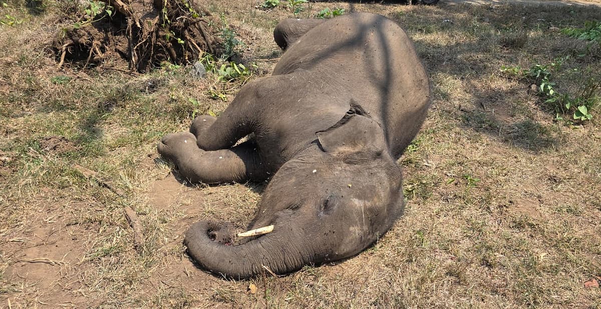 உயிரிழந்த யானை