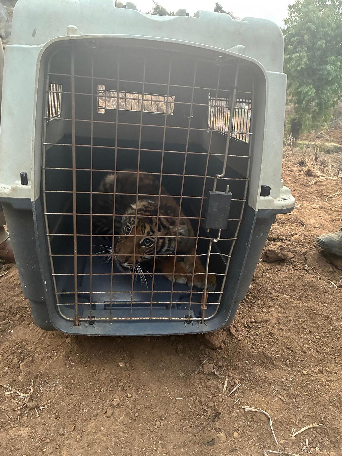 மீட்கப்பட்ட புலி குட்டி