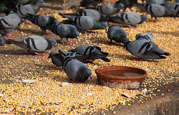புறாக்கள்