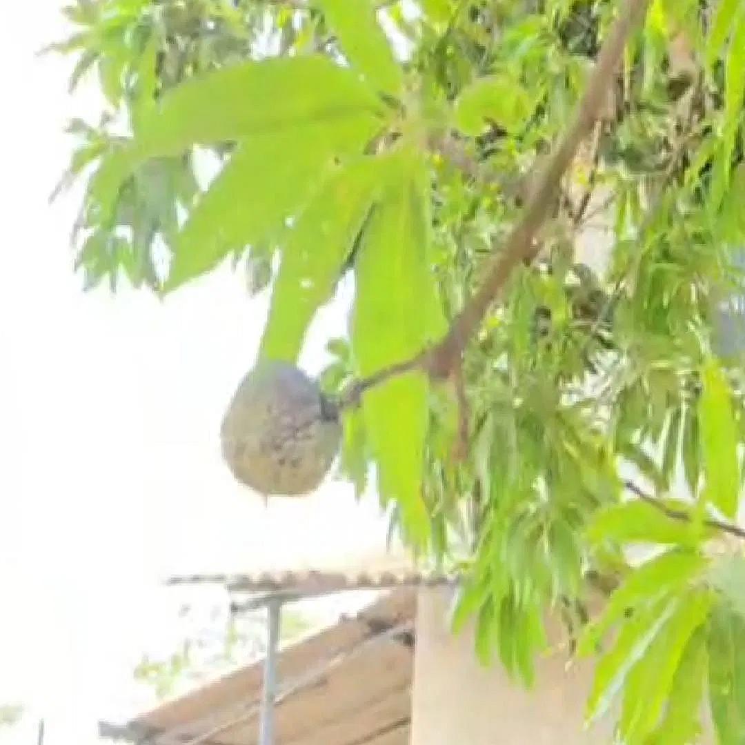 மாமரத்தில் சீதாப்பழம்