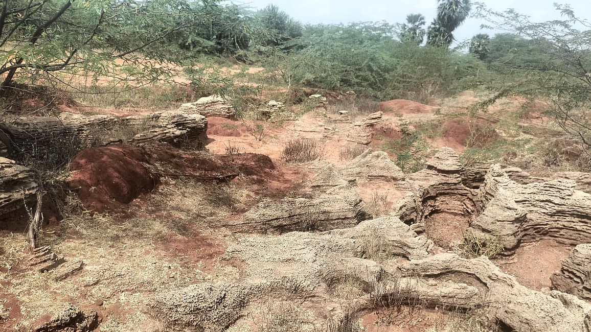 பனையூர் - கடல்சார் உயிரினங்களின் படிமங்கள்