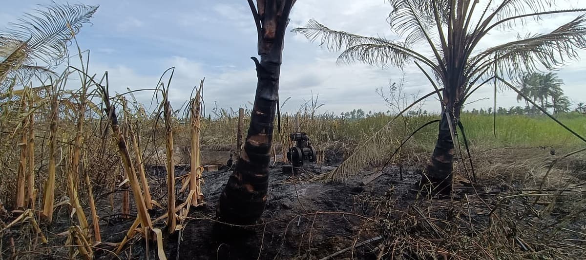 தீயில் கருகிய பயிர்கள்