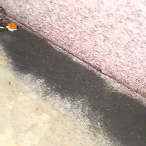 பூச்சிகள் படையெடுப்பு