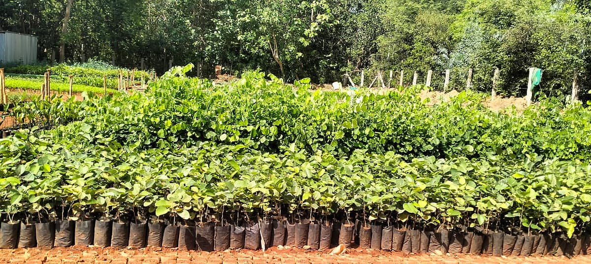 கல்லுக்குடியிருப்பு நர்சரி கிராமம்