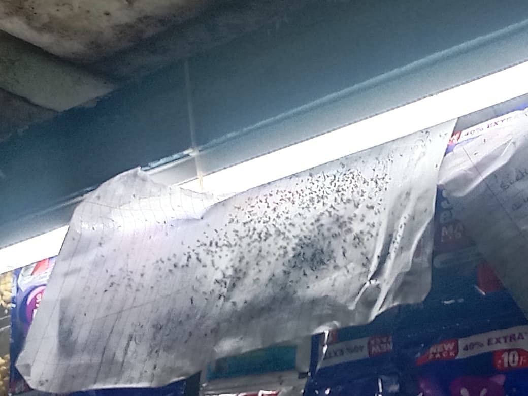 படையெடுக்கும் பூச்சிகள்