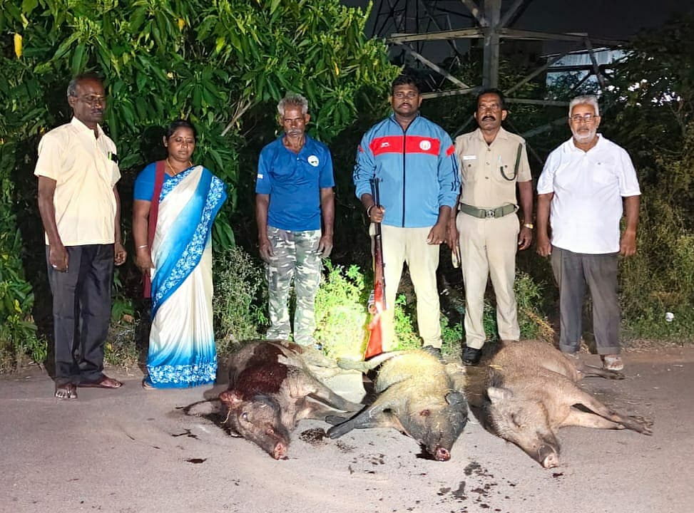 காட்டுப்பன்றிகள்