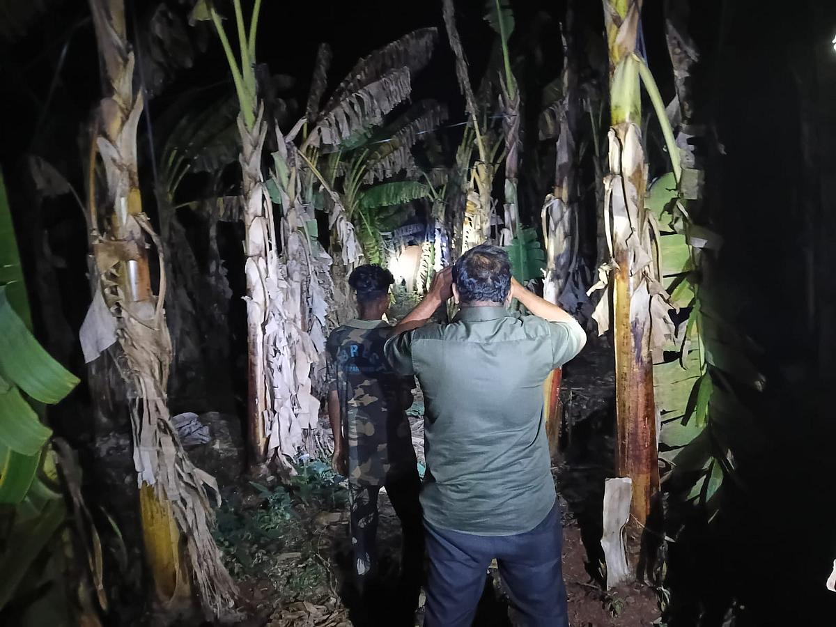 பாகுபலி யானைக்கு சிகிச்சை