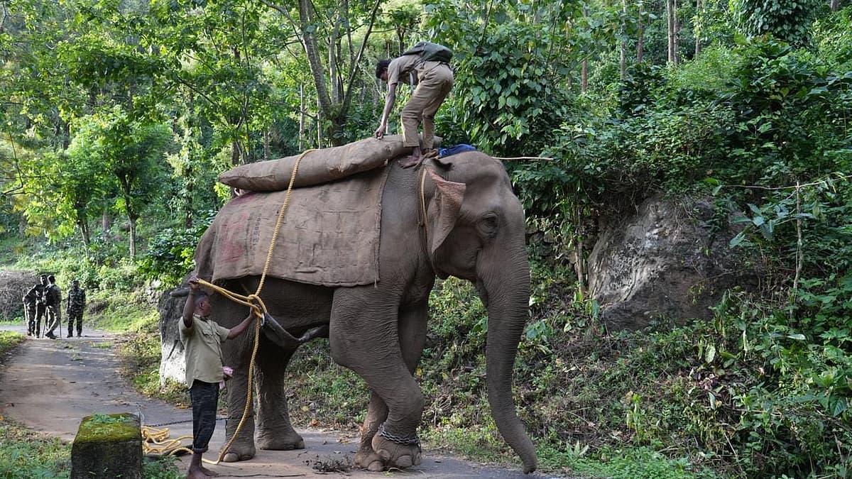 ஆட்கொல்லிப் புலியைத் தேடும் வனத்துறை
