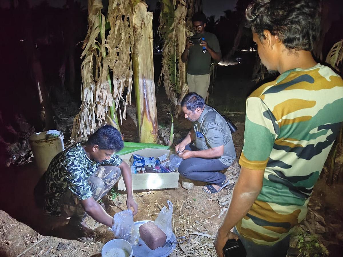 பாகுபலி யானைக்கு சிகிச்சை