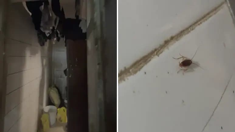 கரப்பான் பூச்சி