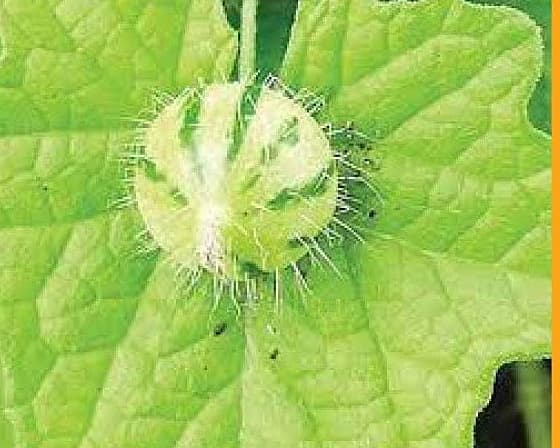 முசுமுசுக்கை