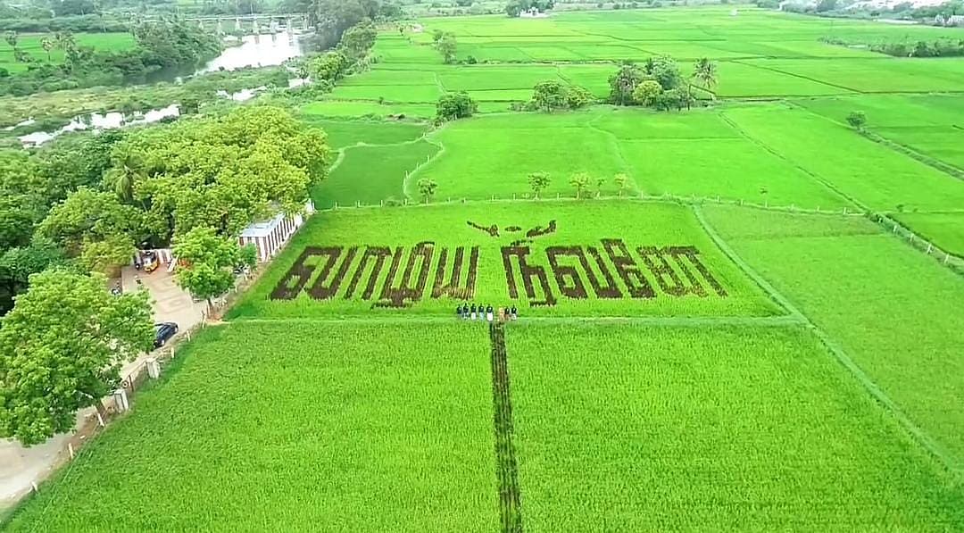 லெட்சுமி தேவியின் நெல் வயல்