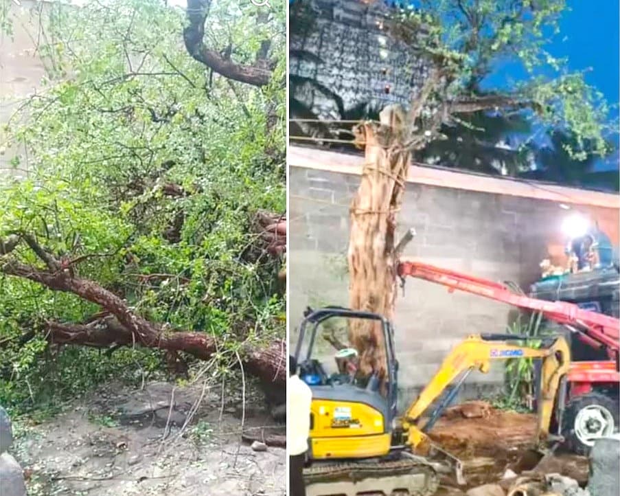 மீண்டும் உயர்பெற்ற வில்வ மரம்