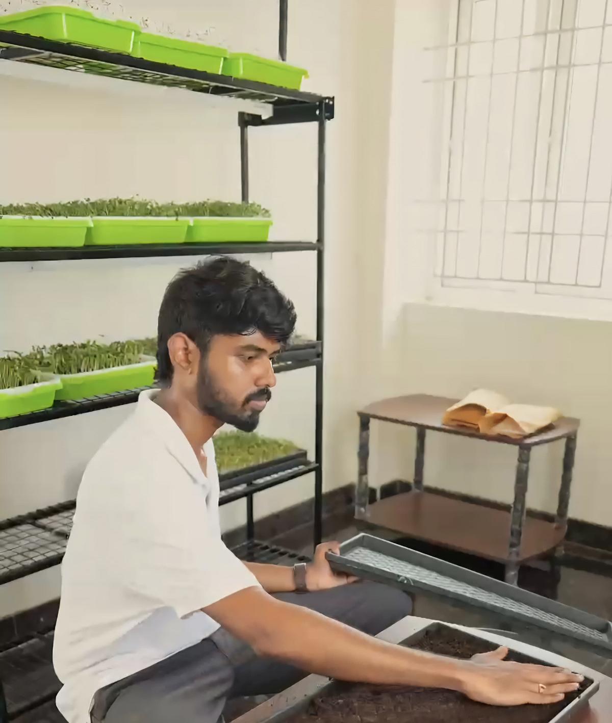 மைக்ரோ கிரீன்ஸ்