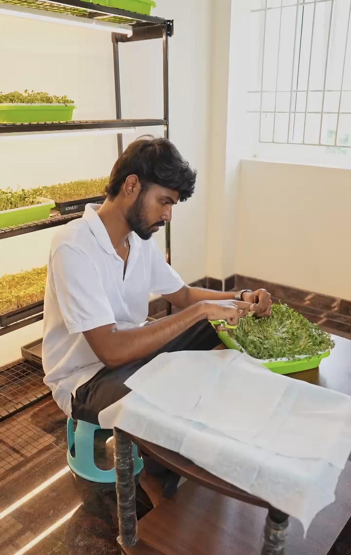 மைக்ரோ கிரீன்ஸ்
