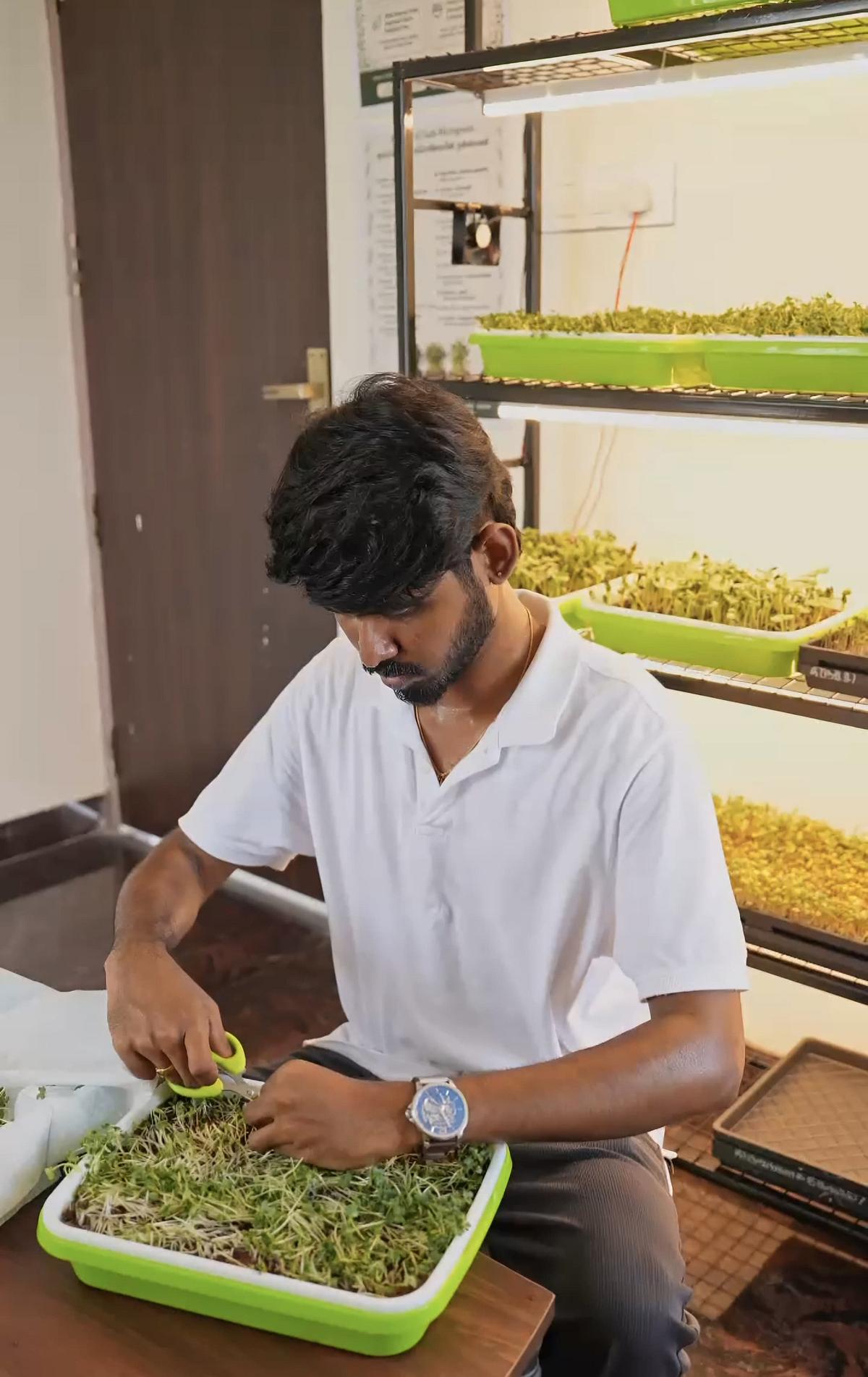 மைக்ரோ கிரீன்ஸ்